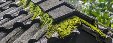 Roof Moss Removal in Honiton EX14